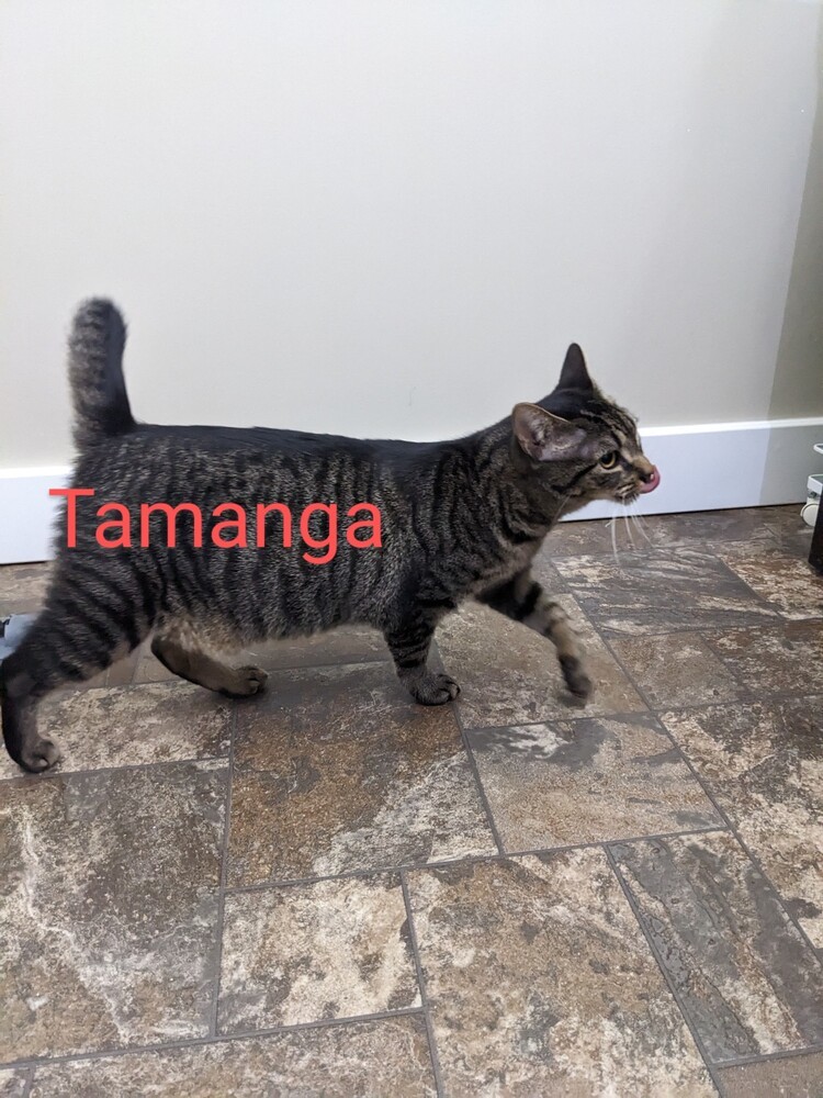 Tamanga, an adoptable Manx in Greensboro, NC, 27455 | Photo Image 5