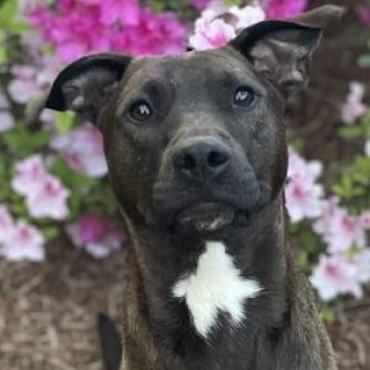 Levi, an adoptable Black Labrador Retriever, American Staffordshire Terrier in Columbus, NC, 28722 | Photo Image 6