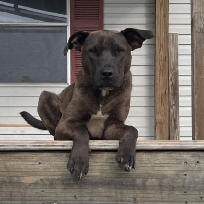 Levi, an adoptable American Staffordshire Terrier, Black Labrador Retriever in Columbus, NC, 28722 | Photo Image 6
