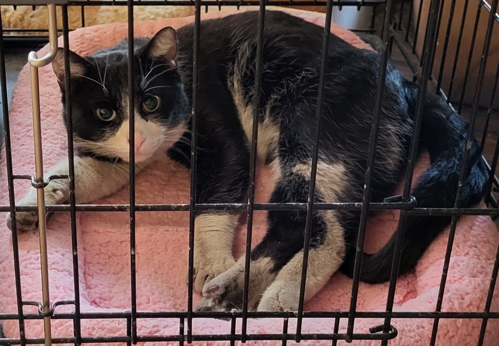 Sugar Bear, an adoptable Domestic Short Hair in Thatcher, AZ, 85552 | Photo Image 1