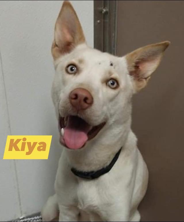 Dog for adoption - Kiya, a Carolina Dog & Husky Mix in Fort Mill, SC ...