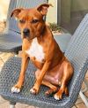 Nala