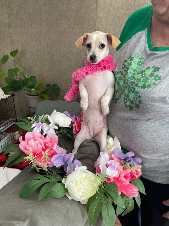 Peanut (EVENT SATURDAY- PET SUPPLIES PLUS-1-3- 5348 Dixie Hwy Waterford, MI 48329, an adopted Chiweenie & Afghan Hound Mix in White Lake, MI_image-1