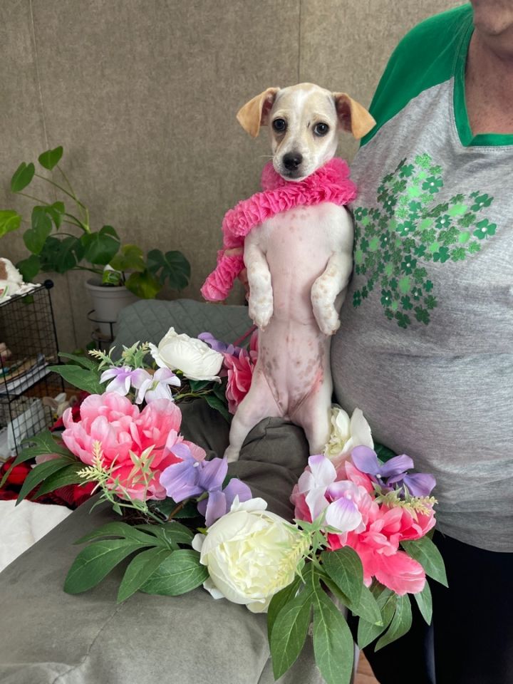 Peanut (EVENT SATURDAY- PET SUPPLIES PLUS-1-3- 5348 Dixie Hwy Waterford, MI 48329, an adopted Chiweenie & Afghan Hound Mix in White Lake, MI_image-2