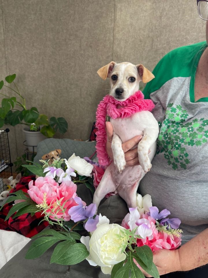 Peanut (EVENT SATURDAY- PET SUPPLIES PLUS-1-3- 5348 Dixie Hwy Waterford, MI 48329, an adopted Chiweenie & Afghan Hound Mix in White Lake, MI_image-3