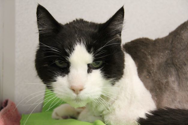 PETER, an adoptable Domestic Short Hair in Tucson, AZ, 85745 | Photo Image 1