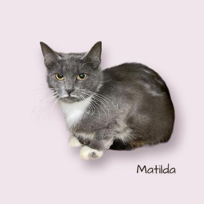 Matilda, an adoptable Domestic Short Hair in Cumberland, MD_image-1