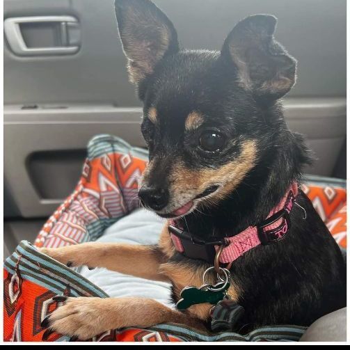 Sassy, an adopted Miniature Pinscher & Chihuahua Mix in Clovis, CA_image-1