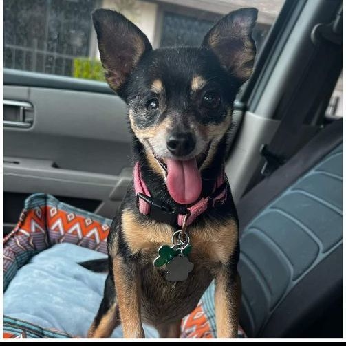 Sassy, an adopted Miniature Pinscher & Chihuahua Mix in Clovis, CA_image-4