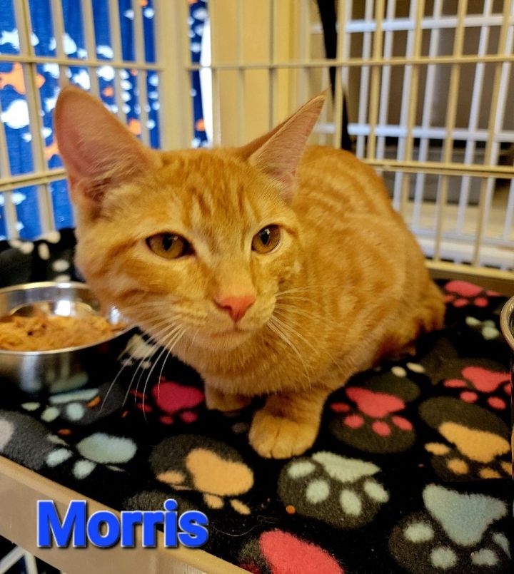 Morris, an adoptable Domestic Short Hair Mix in Madras, OR_image-2