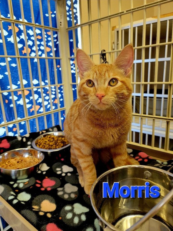 Morris 6