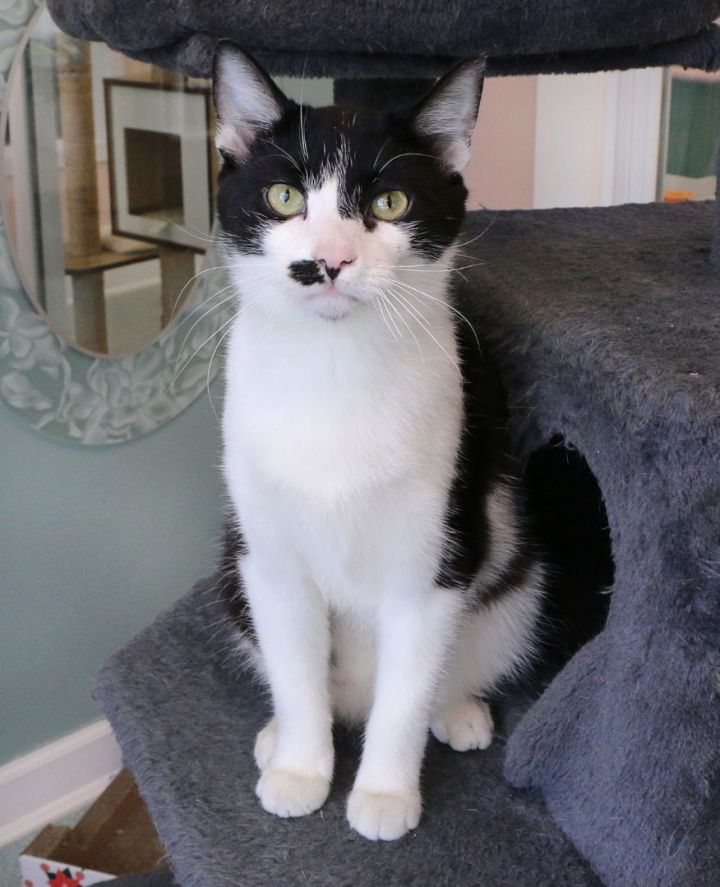 Alfredo, an adopted Tuxedo in Charles Town, WV_image-3