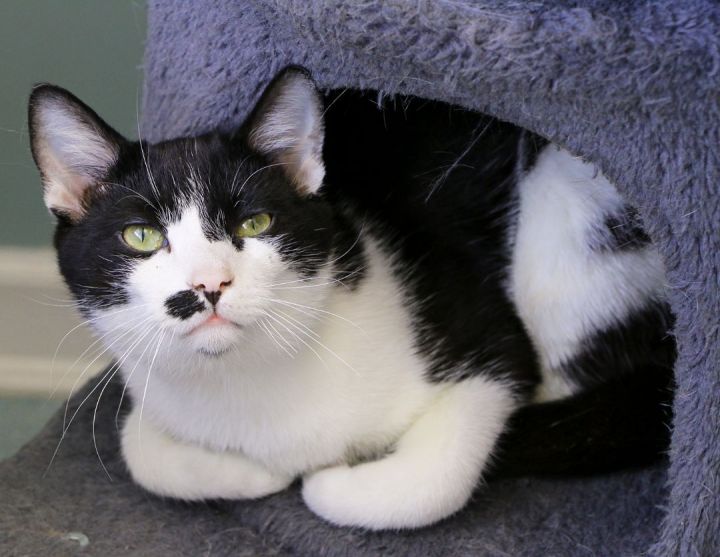 Alfredo, an adopted Tuxedo in Charles Town, WV_image-4