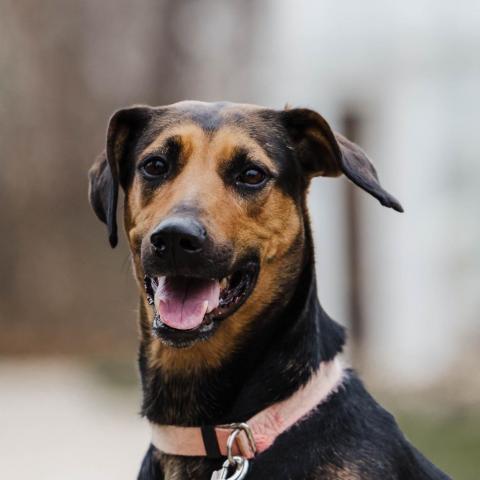 Reilly, an adoptable Mixed Breed in Wilmington, IL, 60481 | Photo Image 1