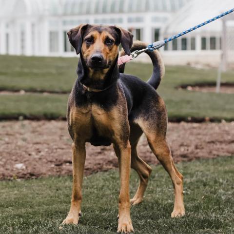 Reilly, an adoptable Mixed Breed in Wilmington, IL, 60481 | Photo Image 3