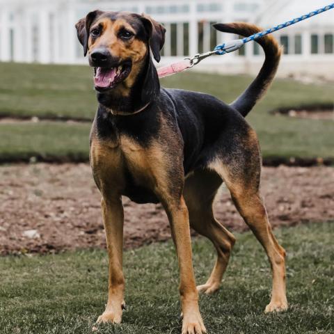 Reilly, an adoptable Mixed Breed in Wilmington, IL, 60481 | Photo Image 4