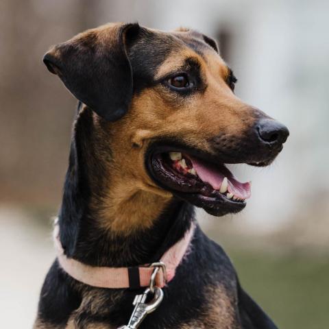 Reilly, an adoptable Mixed Breed in Wilmington, IL, 60481 | Photo Image 6