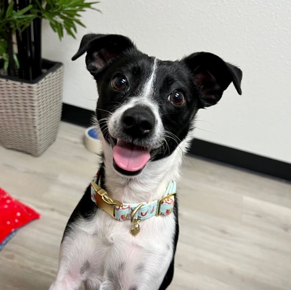 Pet Photo