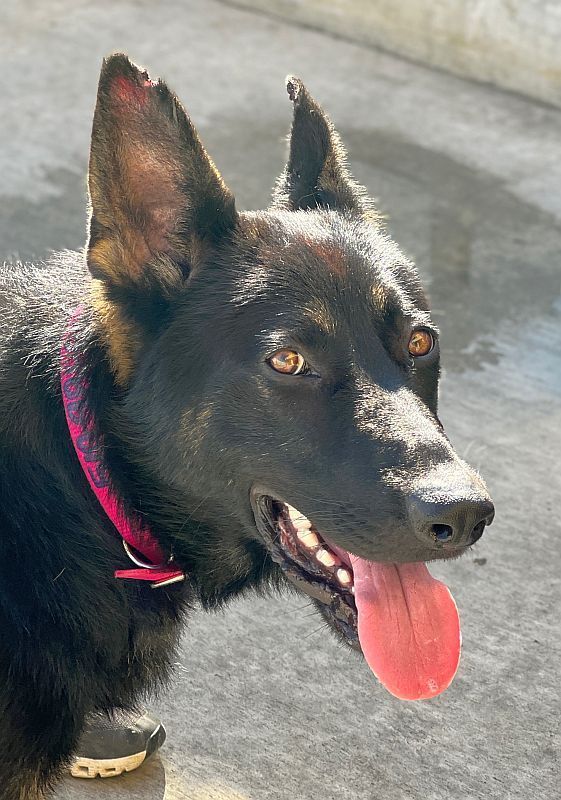 Chief  **ADOPTION FEE WAIVED***, an adopted German Shepherd Dog Mix in Berkeley, CA_image-6