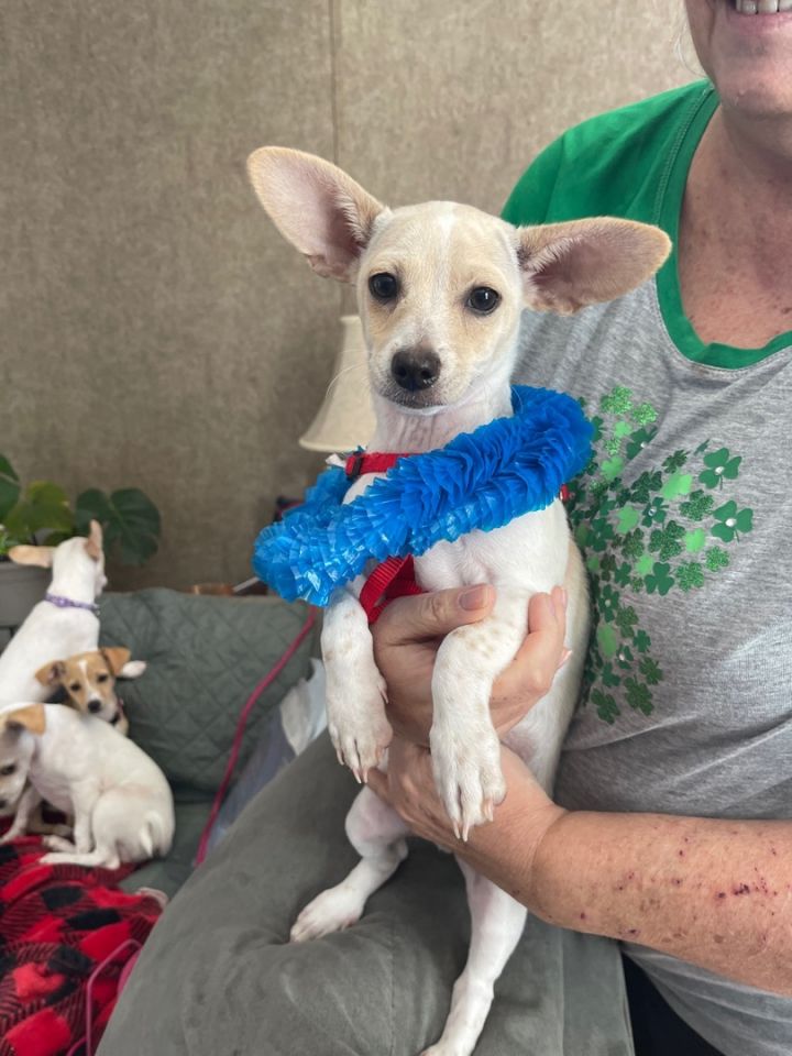 Cashew (EVENT SATURDAY- PET SUPPLIES PLUS-1-3- 5348 Dixie Hwy Waterford, MI 48329, an adopted Chihuahua in White Lake, MI_image-2