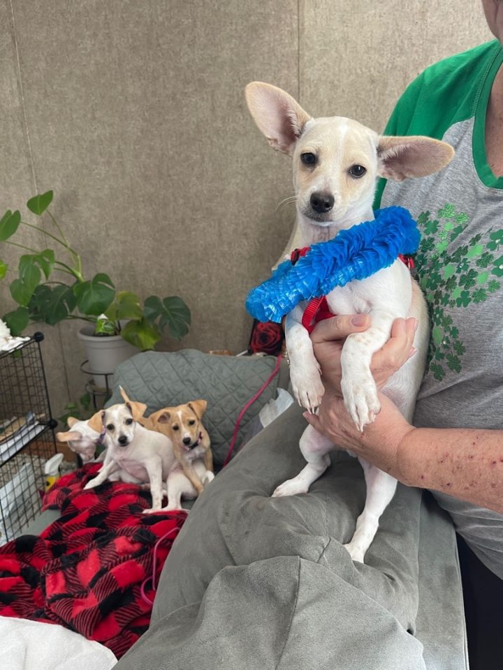 Cashew (EVENT SATURDAY- PET SUPPLIES PLUS-1-3- 5348 Dixie Hwy Waterford, MI 48329, an adopted Chihuahua in White Lake, MI_image-4