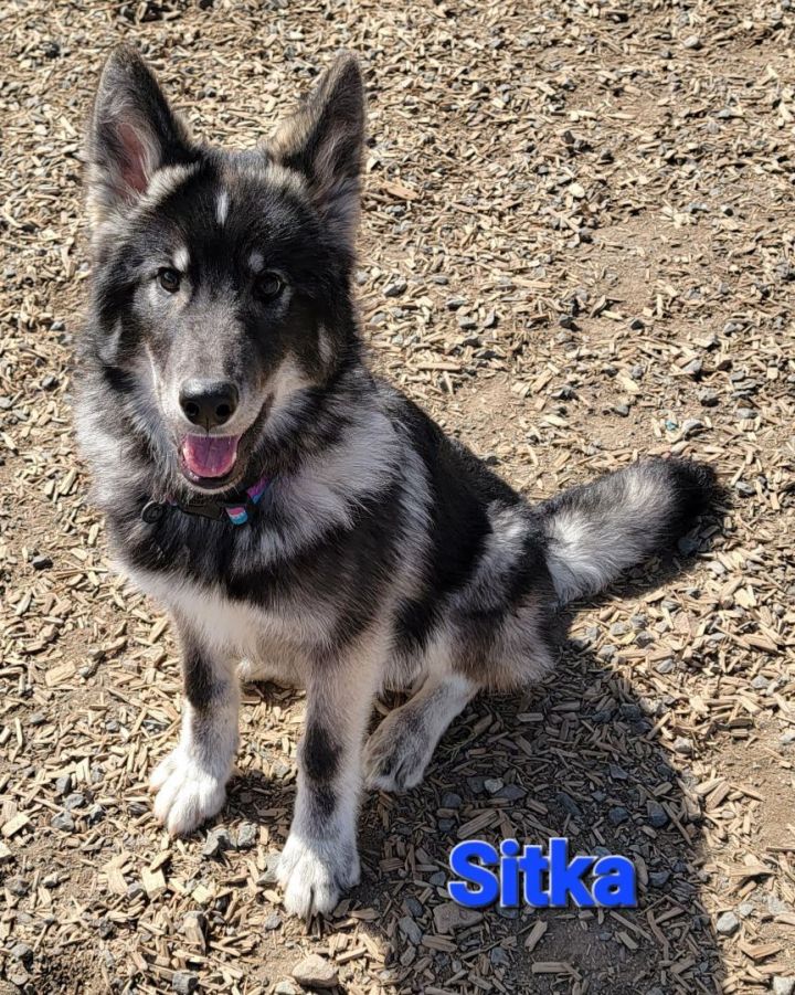 Sitka, an adoptable Alaskan Malamute & German Shepherd Dog Mix in Madras, OR_image-2