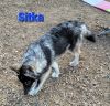 Sitka