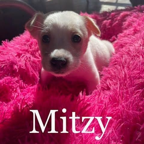 Mitzi , an adoptable Labrador Retriever Mix in Highland, MD_image-2