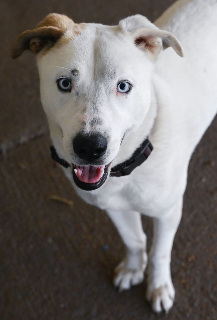 Coconuts, an adopted Husky & Labrador Retriever Mix in Chattanooga, TN_image-5