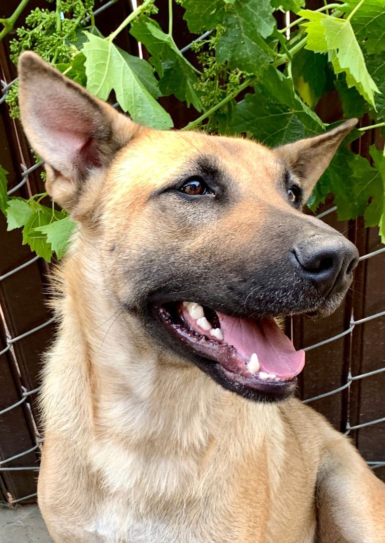 Dog for adoption - Aunt Bea, a German Shepherd Dog in Bakersfield, CA ...