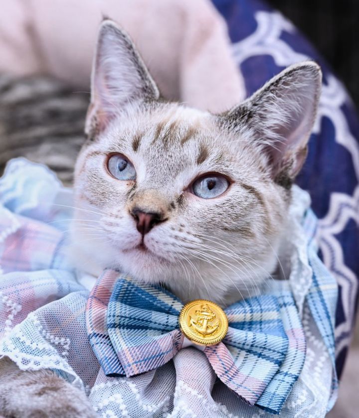 Primrose, an adopted Siamese & Domestic Short Hair Mix in Chattanooga, TN_image-2