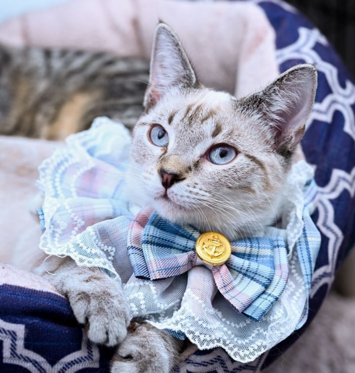 Primrose, an adopted Siamese & Domestic Short Hair Mix in Chattanooga, TN_image-4