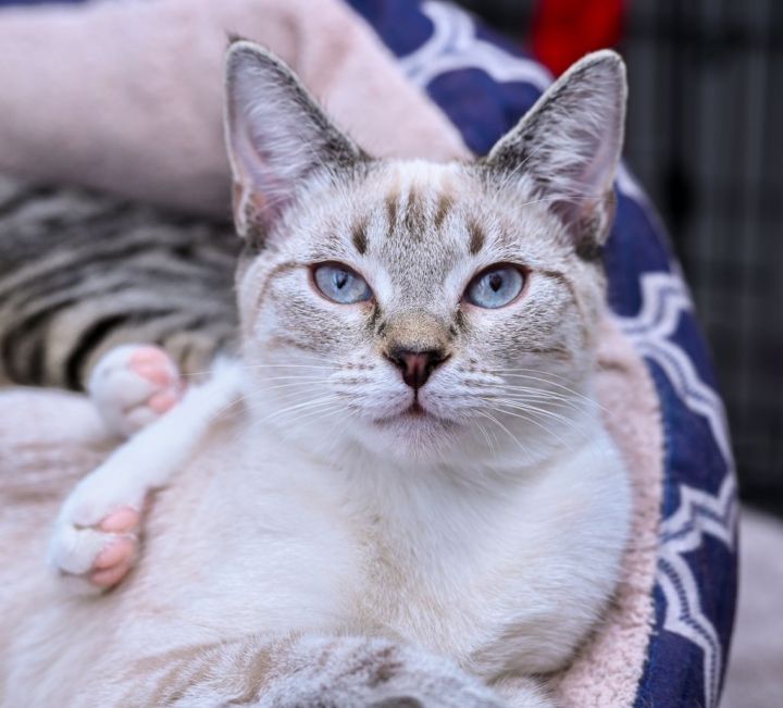 Primrose, an adopted Siamese & Domestic Short Hair Mix in Chattanooga, TN_image-1