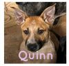Quinn