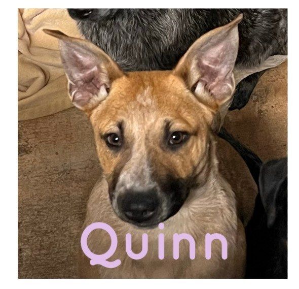 Quinn 2