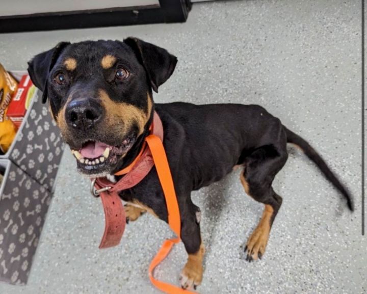 Turbo, an adoptable Rottweiler Mix in Newcastle, OK_image-1