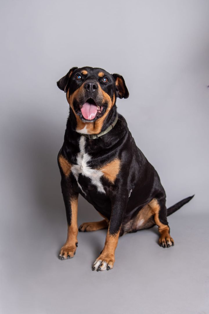Turbo, an adoptable Rottweiler Mix in Newcastle, OK_image-1