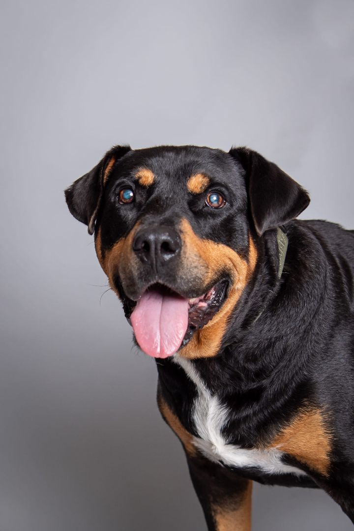 Turbo, an adoptable Rottweiler Mix in Newcastle, OK_image-6