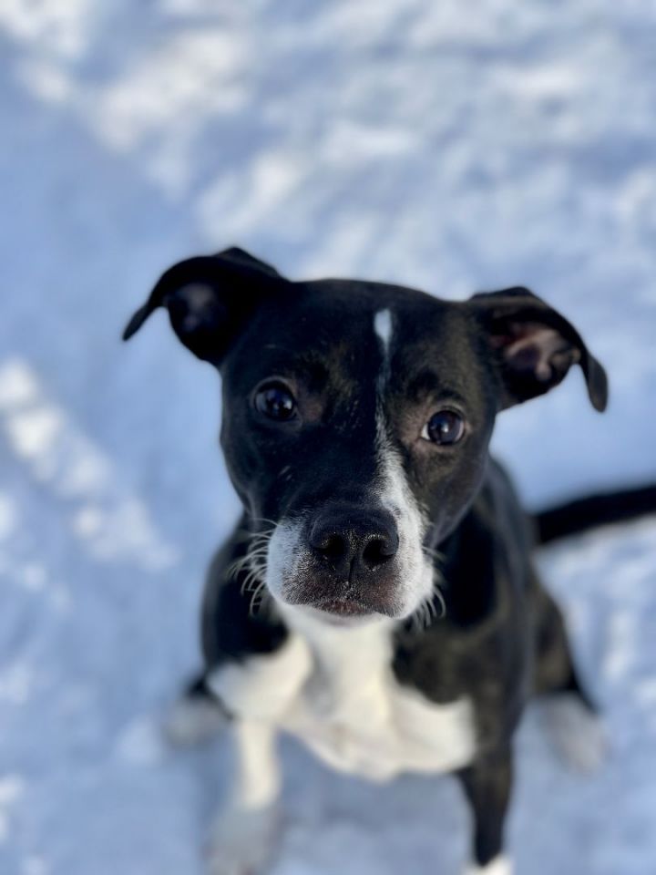 Ginny in NH  3