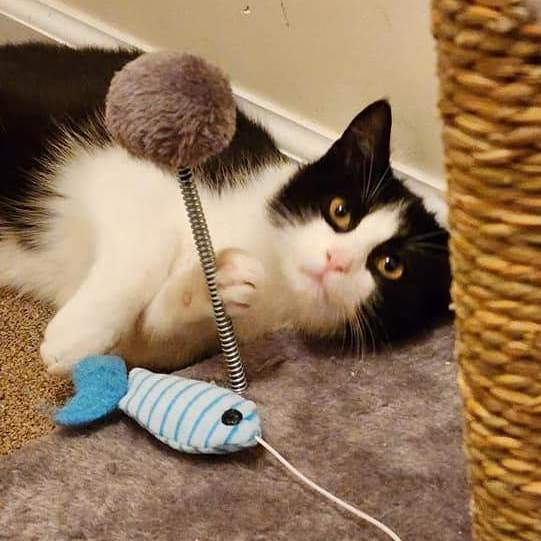 Nior And Dahlia (Bonded Pair - Male & Female) 5