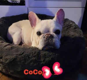 CoCo