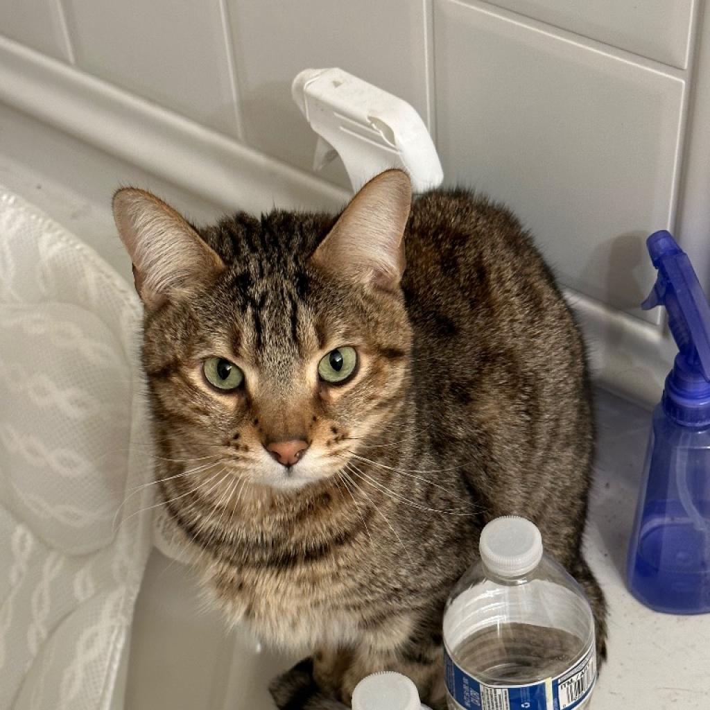 Loba Estes, an adoptable Bengal in Eagle Mountain, UT, 84005 | Photo Image 1