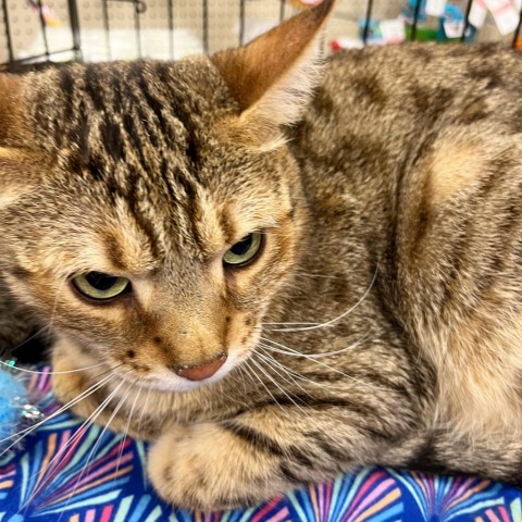 Loba Estes, an adoptable Bengal in Eagle Mountain, UT, 84005 | Photo Image 2