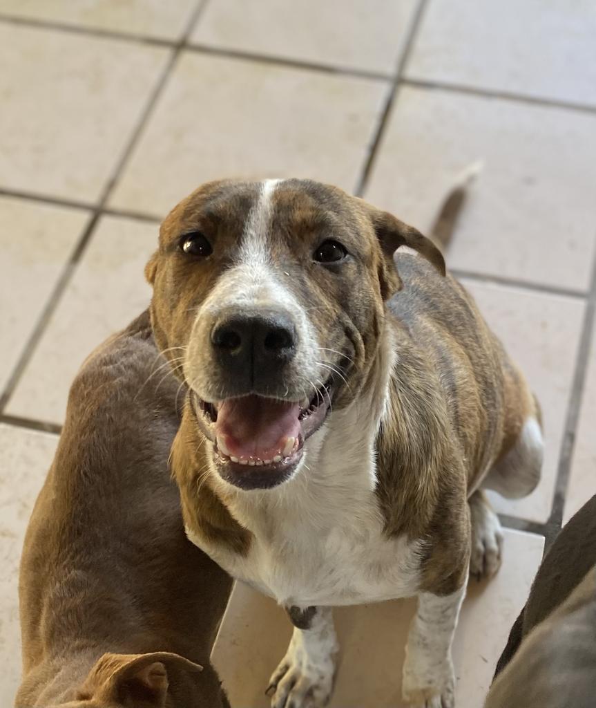 Brutus, an adoptable Pit Bull Terrier, Labrador Retriever in Big Spring, TX, 79720 | Photo Image 1