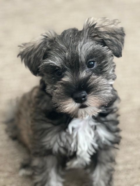Bear, an adopted Schnauzer in Decatur, IL_image-1