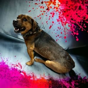 Roscoe