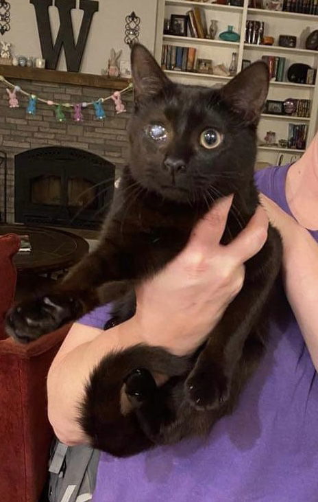 Mad Eye Meowdy, an adoptable Domestic Short Hair in Camden, SC, 29021 | Photo Image 1