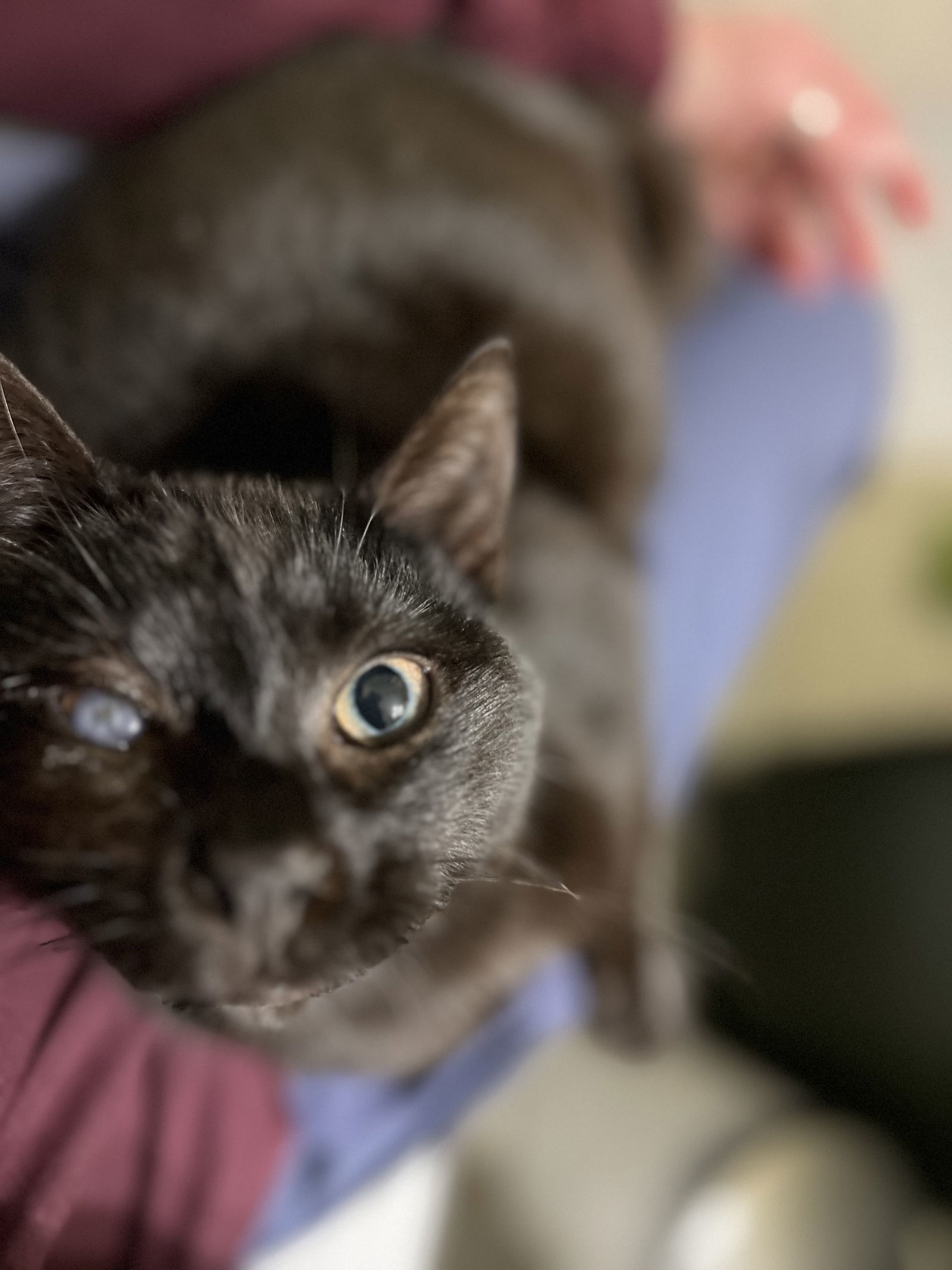 Mad Eye Meowdy, an adoptable Domestic Short Hair in Camden, SC, 29021 | Photo Image 2