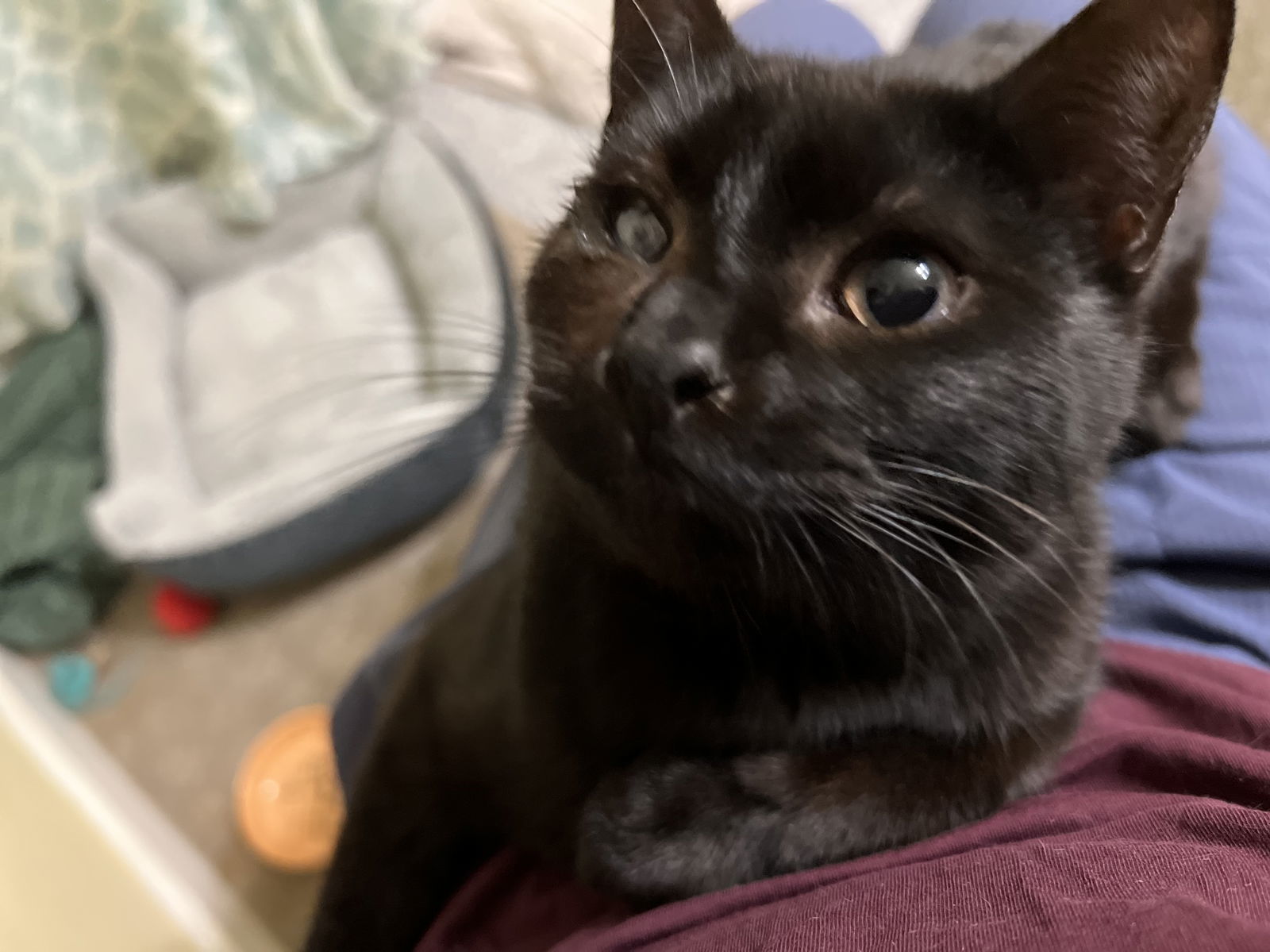 Mad Eye Meowdy