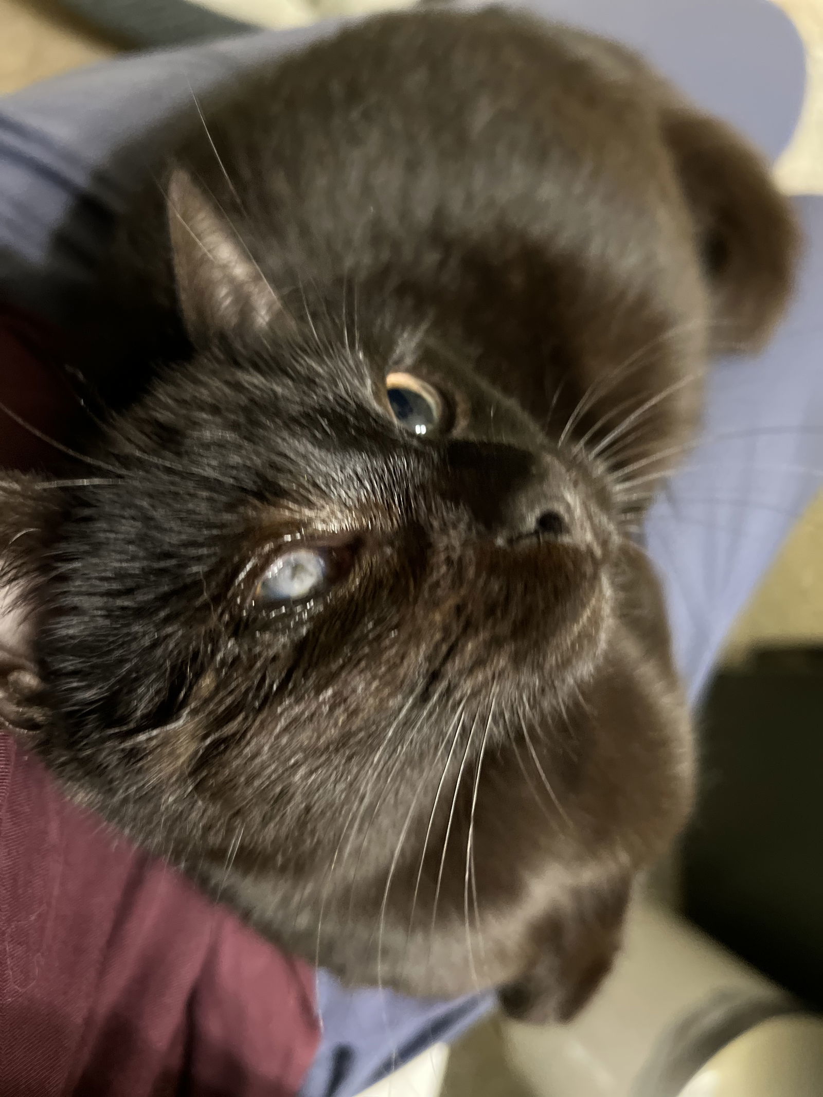 Mad Eye Meowdy, an adoptable Domestic Short Hair in Camden, SC, 29021 | Photo Image 3